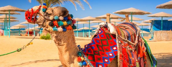 Kamel am Strand von Ägypten