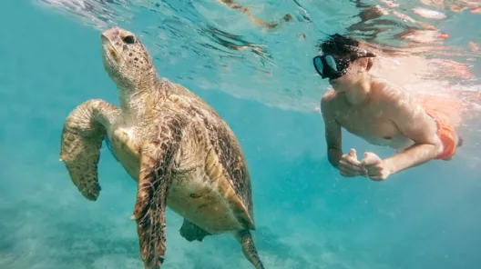 Mit Schildkröten schnorcheln in Marsa Alam