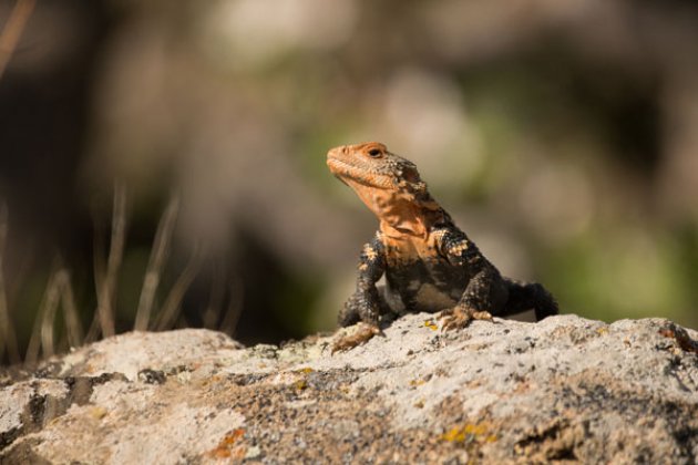 Agame im Zangezur Nationalpark