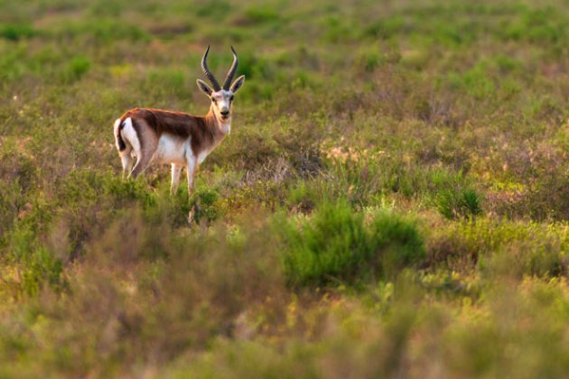 Grasende Gazelle im Shirvan Nationalpark