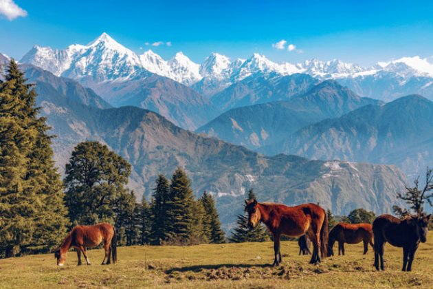 Pferde grasen im Himalays