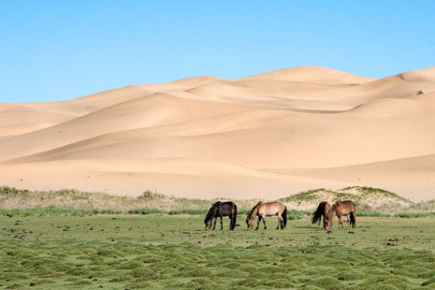 Pferde grasen in der Wüste Gobi