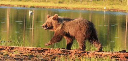 Kleiner Braunbär an den Ufern des Baikalsees