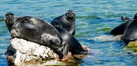 Robben am Baikalsee