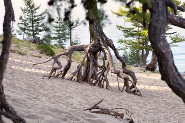 Die laufenden Bäume der Sandbucht Peschanaya