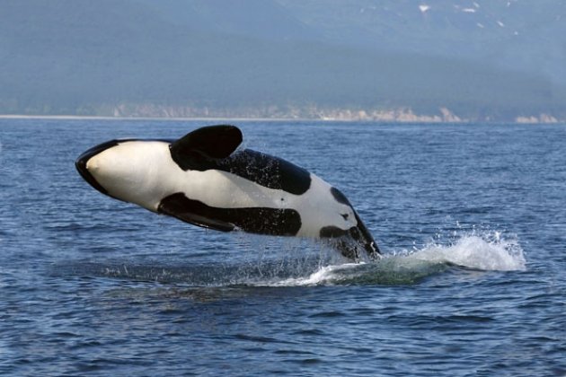 Orca in Kamtschatka