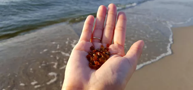 Bernstein sammeln am Strand der Kurischen Nehrung