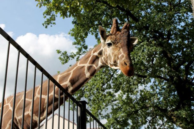 Giraffe im Kaliningrader Zoo