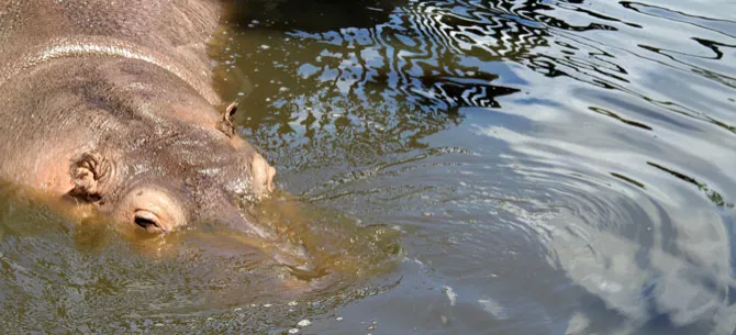 Nilpferd vom Kaliningrader Zoo