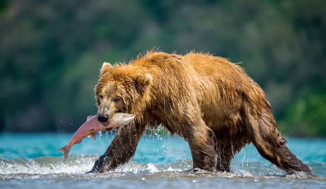 Braunbär auf der Jagd nach Rotlachsen