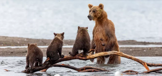 Braunbärfamilie am Flussufer