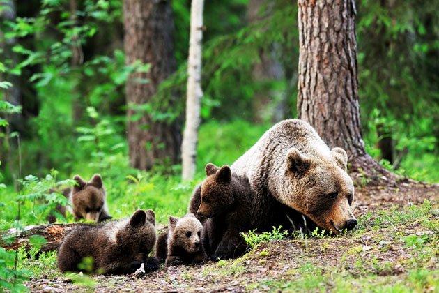 Braunbären im Kalevalski Nationalpark