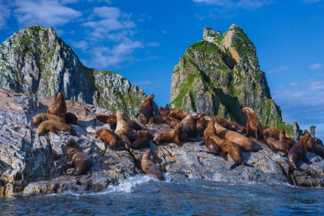 Robben auf einem Felsen in Kamtschatka