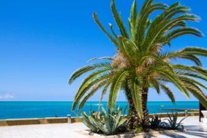 Meerblick mit Palme Palmen am Strand von Sotschi